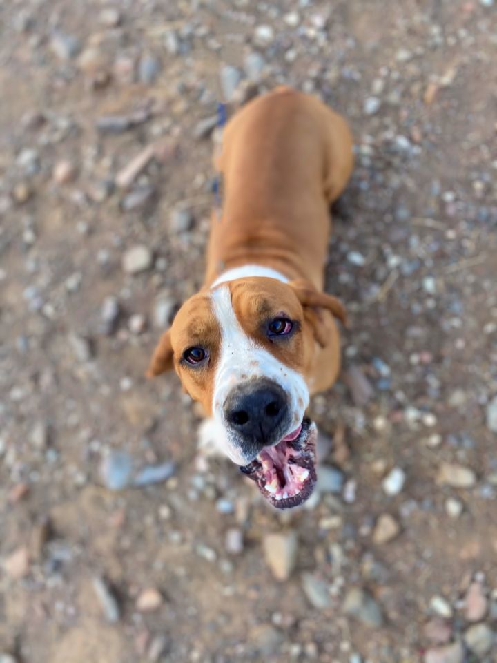 Boxer store basset hound