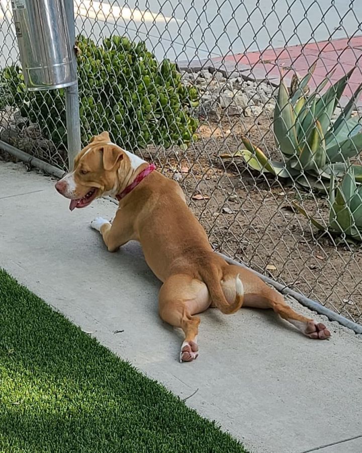 Nolan, an adopted Pit Bull Terrier Mix in Agoura Hills, CA_image-3