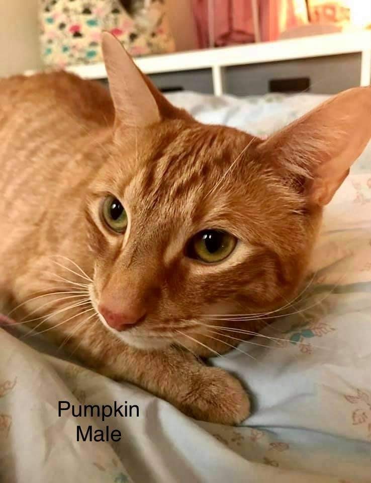 Pumpkin, an adoptable Domestic Short Hair in Manchester, CT, 06042 | Photo Image 2