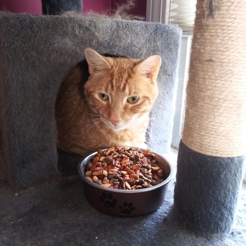 Pumpkin, an adoptable Domestic Short Hair in Manchester, CT, 06042 | Photo Image 1