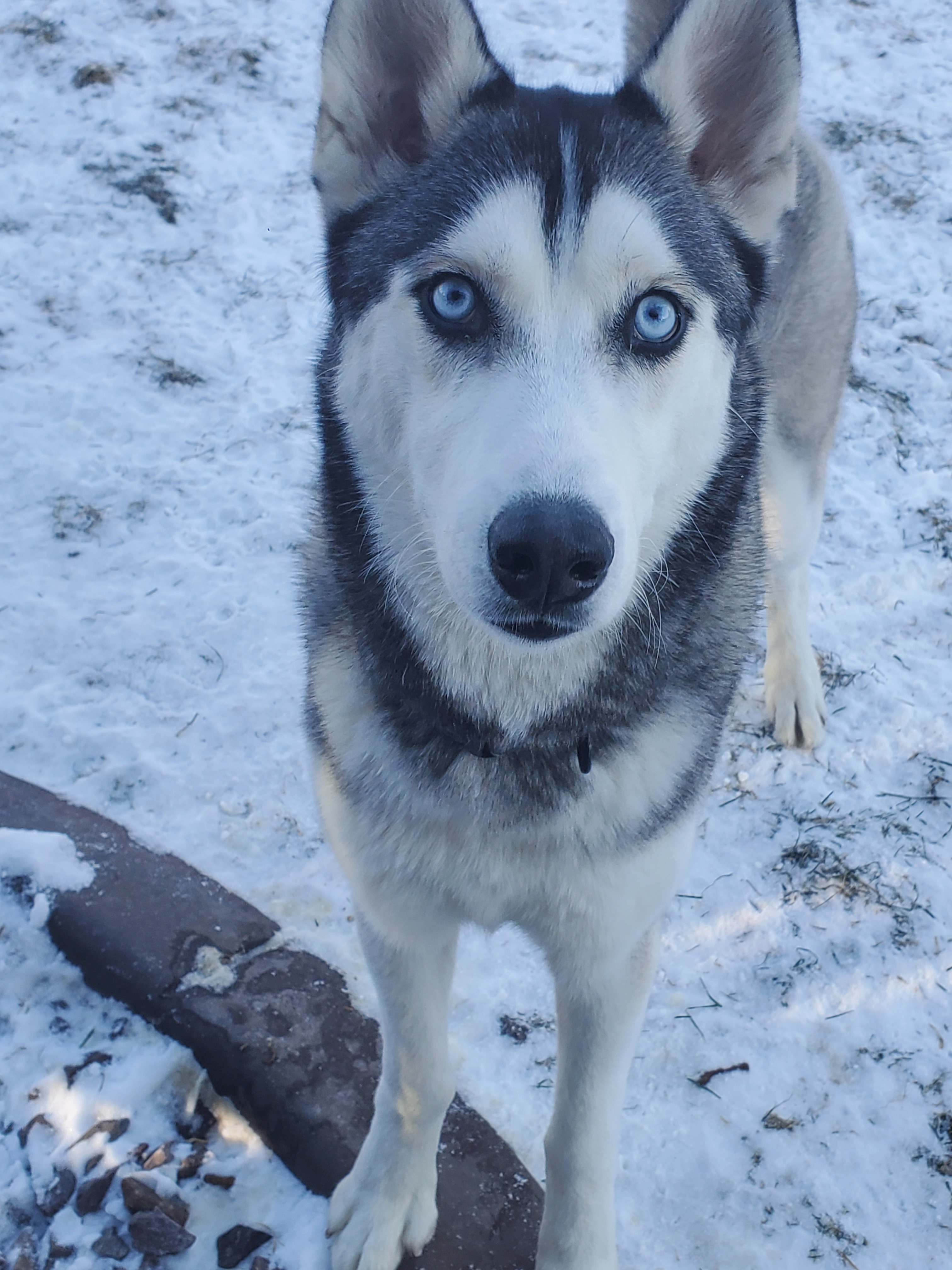 Meeko, an adoptable Husky in Lindstrom , MN, 55045 | Photo Image 2
