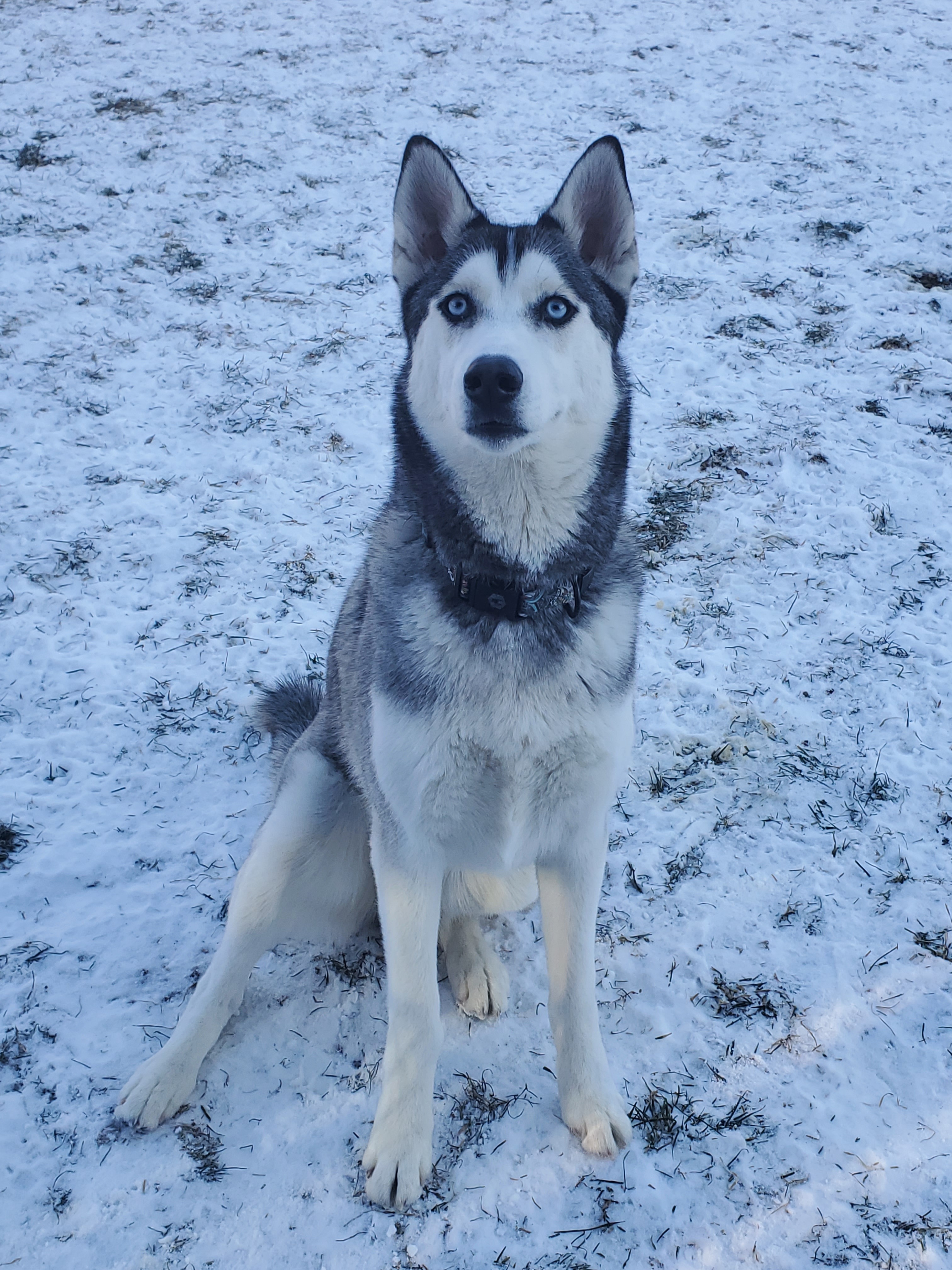Meeko, an adoptable Husky in Lindstrom , MN, 55045 | Photo Image 3