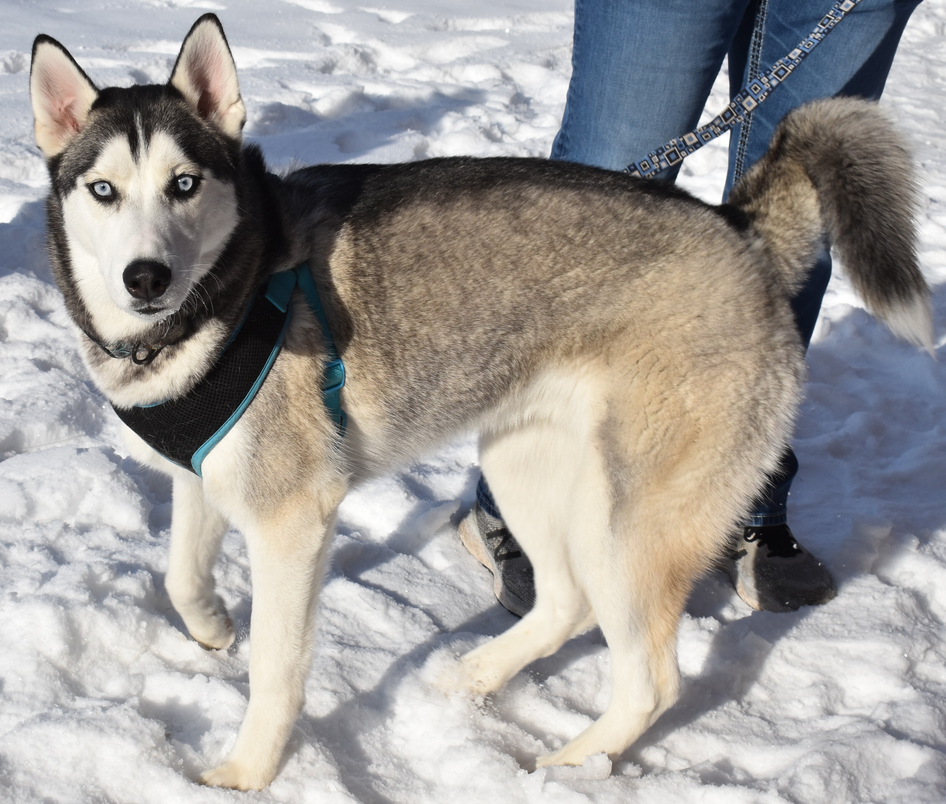 Meeko, an adoptable Husky in Lindstrom , MN, 55045 | Photo Image 4