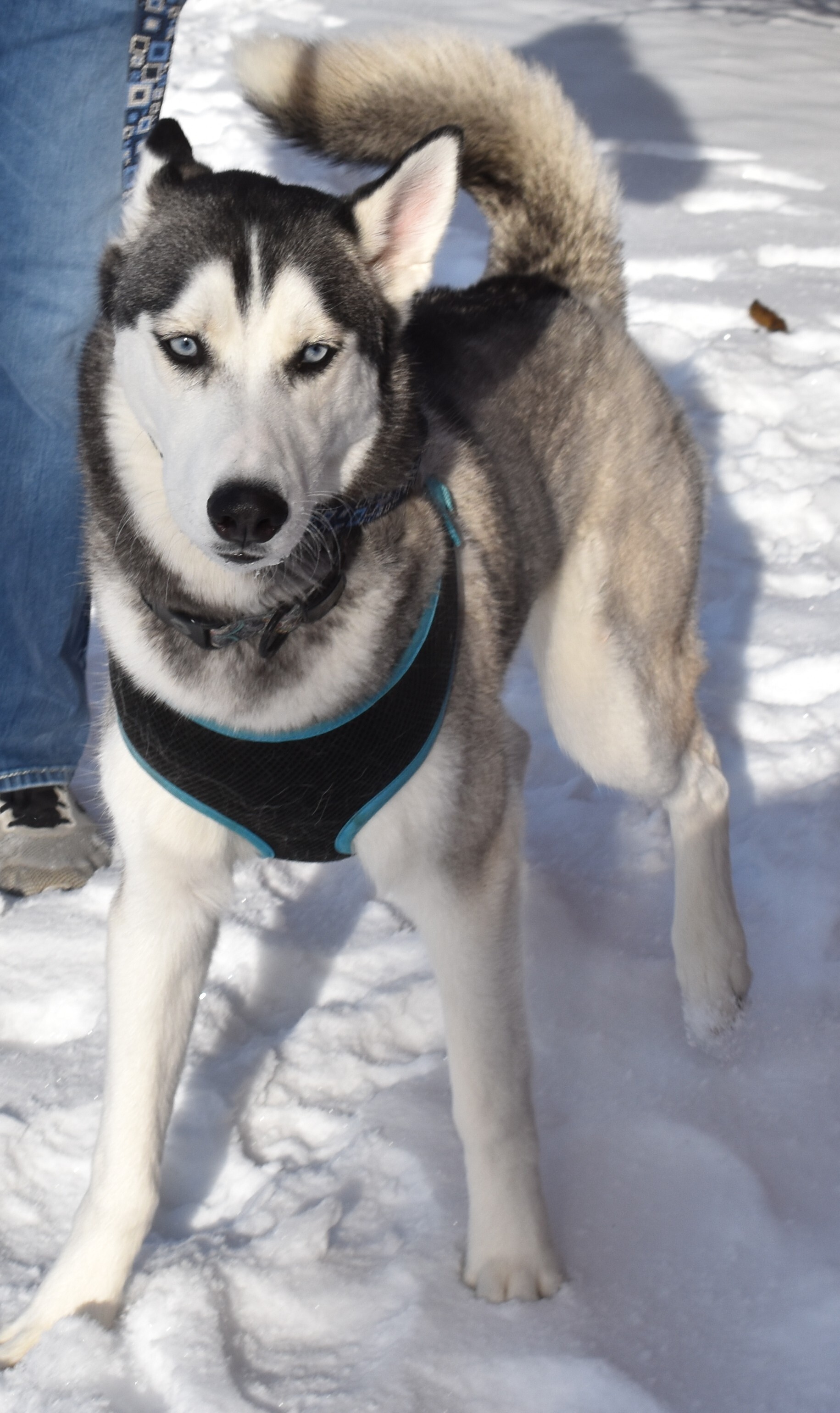 Meeko, an adoptable Husky in Lindstrom , MN, 55045 | Photo Image 5