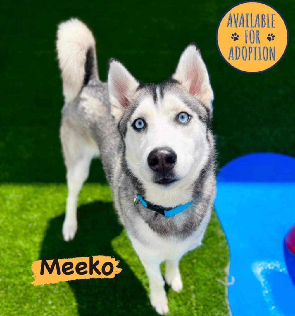 Meeko, an adoptable Husky in Lindstrom , MN, 55045 | Photo Image 1