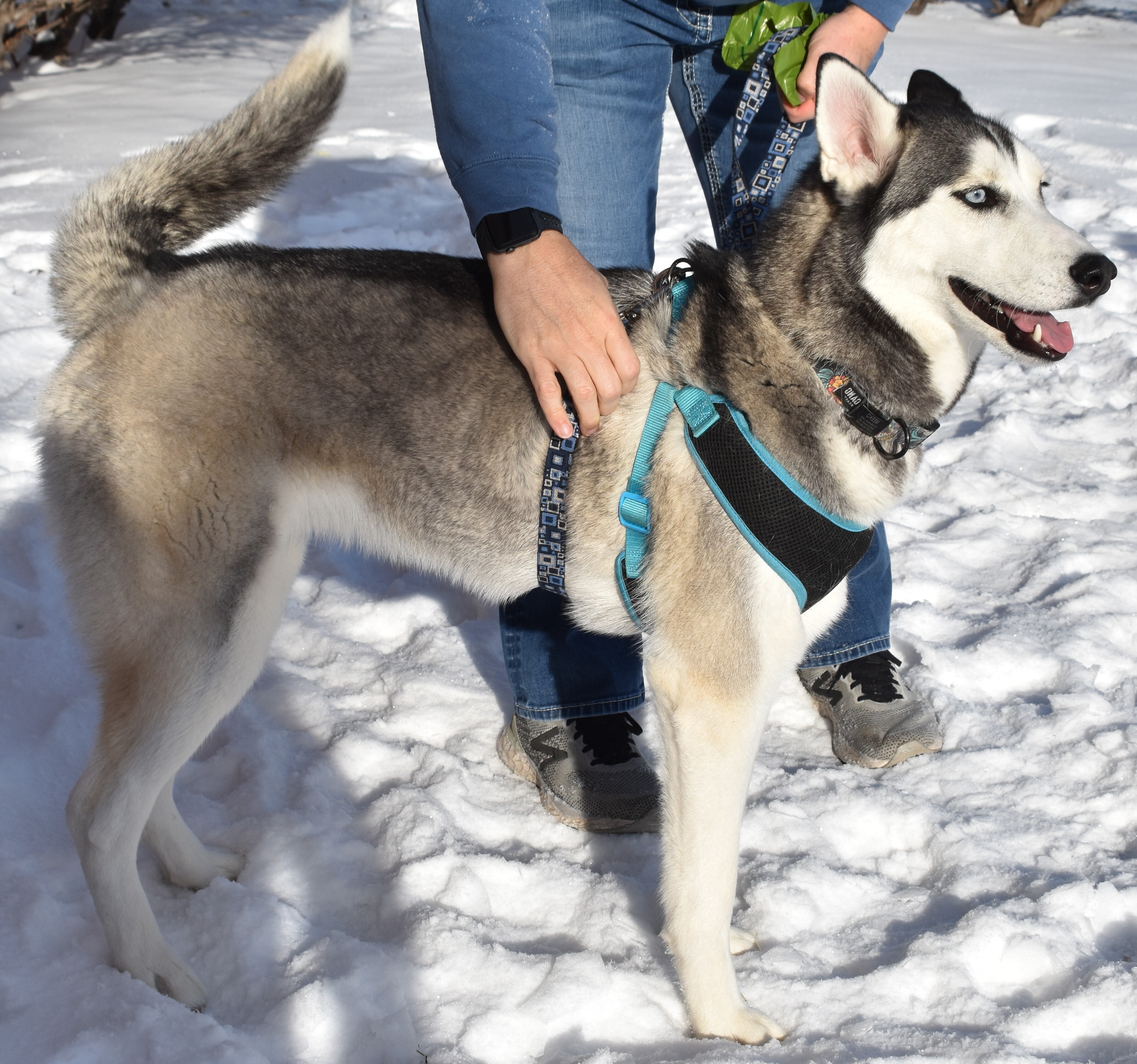 Meeko, an adoptable Husky in Lindstrom , MN, 55045 | Photo Image 6