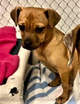 Dog For Adoption Achilles A Terrier In Kalamazoo Mi Petfinder