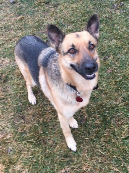 Riley, an adopted German Shepherd Dog & Australian Cattle Dog / Blue Heeler Mix in Huntington Woods, MI_image-3
