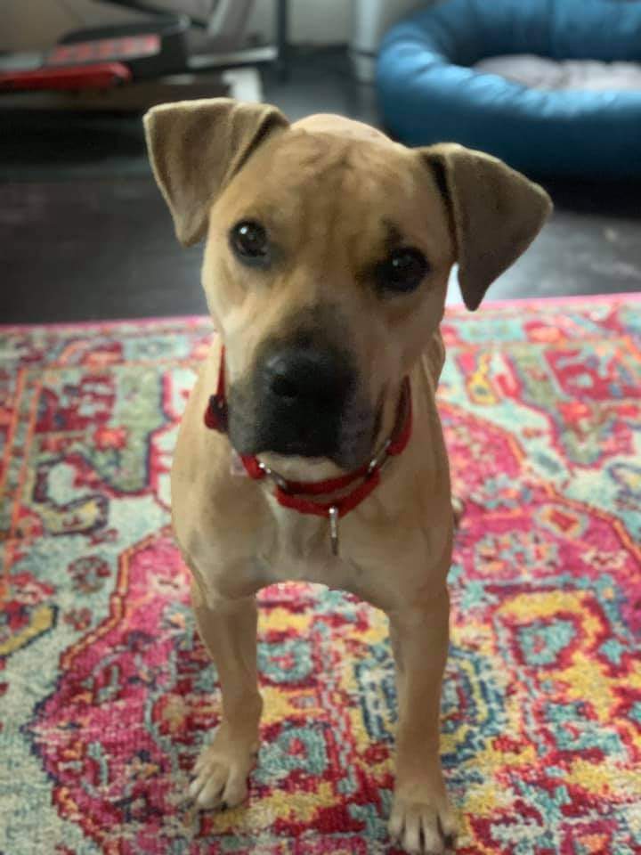 Langston - $400, an adopted Black Mouth Cur Mix in Milwaukee, WI_image-3