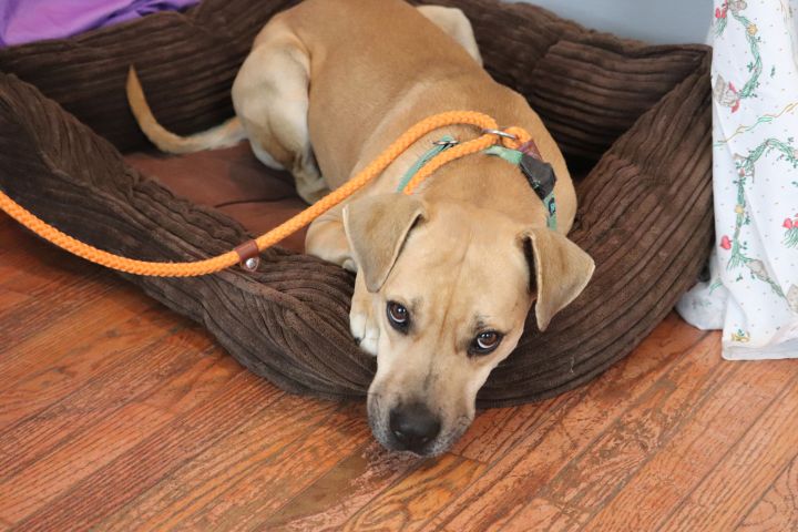 Langston - $400, an adopted Black Mouth Cur Mix in Milwaukee, WI_image-4