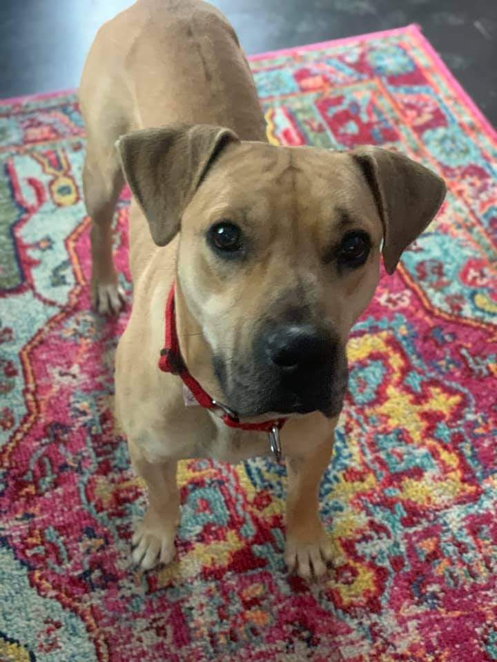 Langston - $400, an adopted Black Mouth Cur Mix in Milwaukee, WI_image-6