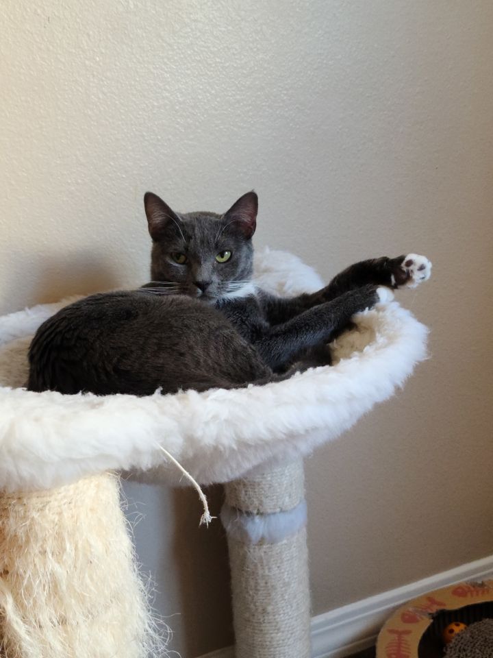 Riesling, an adopted Tuxedo & Domestic Short Hair Mix in Mission Viejo, CA_image-3