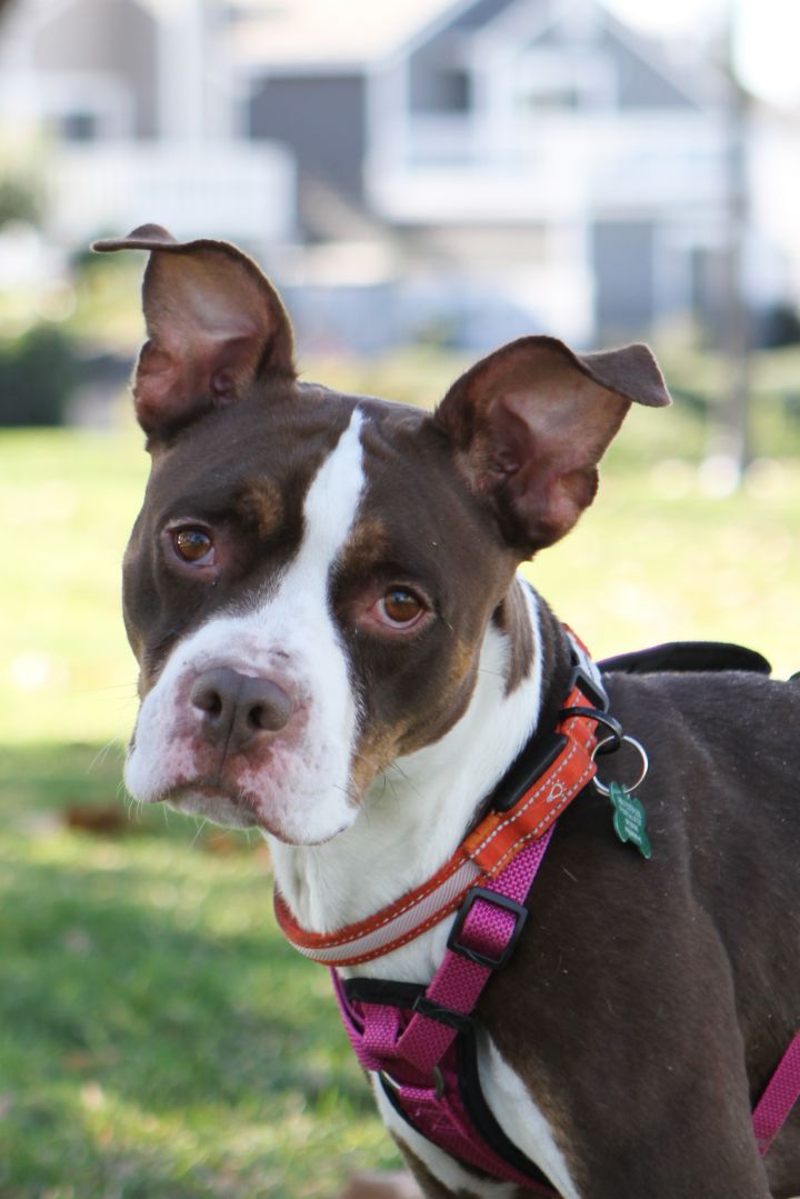 Taffy *ADOPTION PENDING*, an adopted Boxer & Pit Bull Terrier Mix in Mission Viejo, CA_image-1