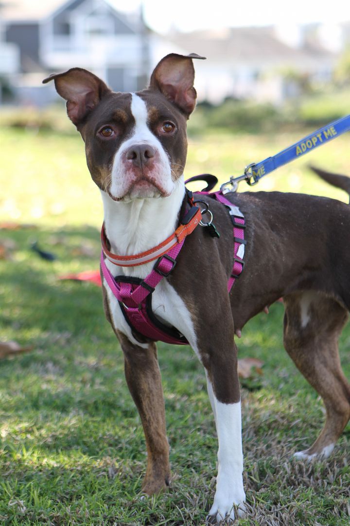 Taffy *ADOPTION PENDING*, an adopted Boxer & Pit Bull Terrier Mix in Mission Viejo, CA_image-4