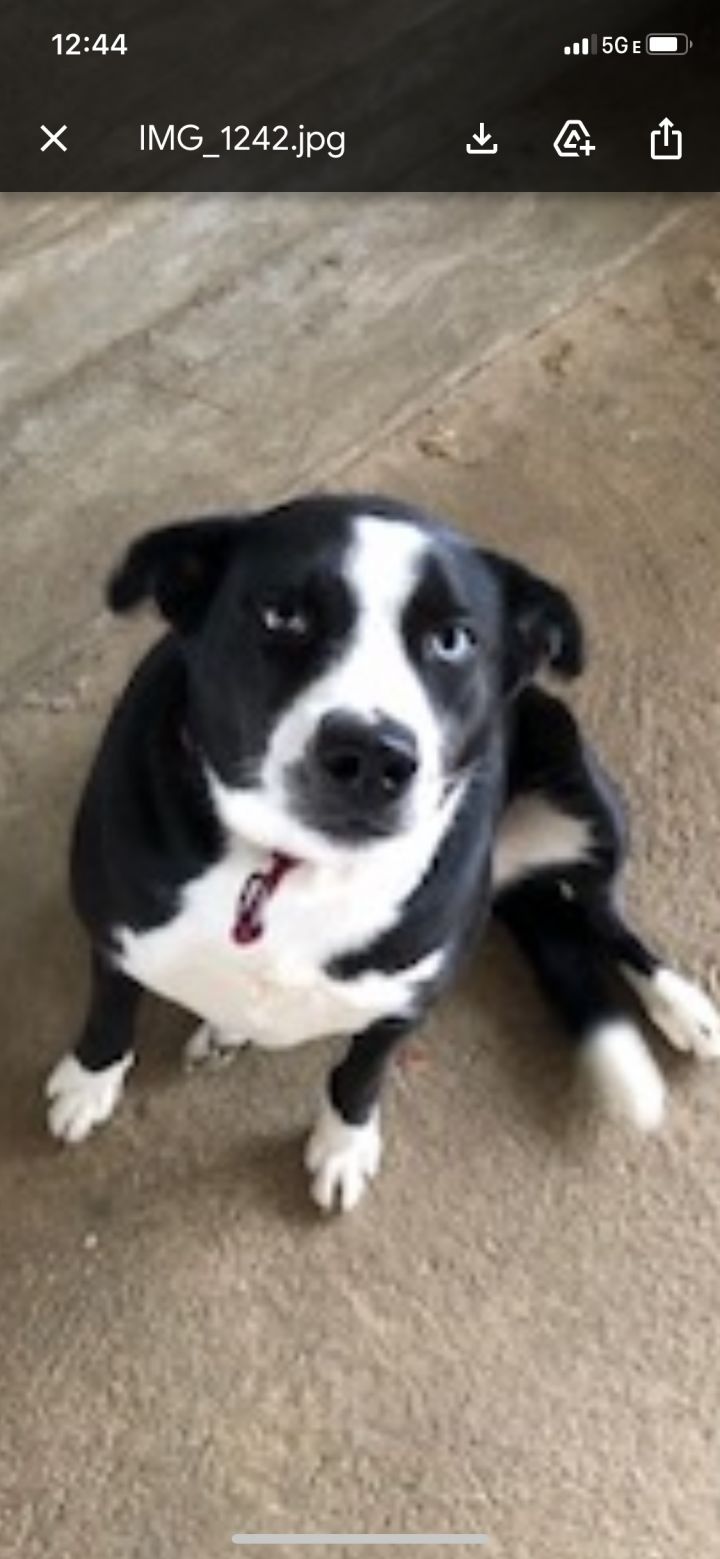 Molly, an adopted Labrador Retriever Mix in Saint Louis, MO_image-1
