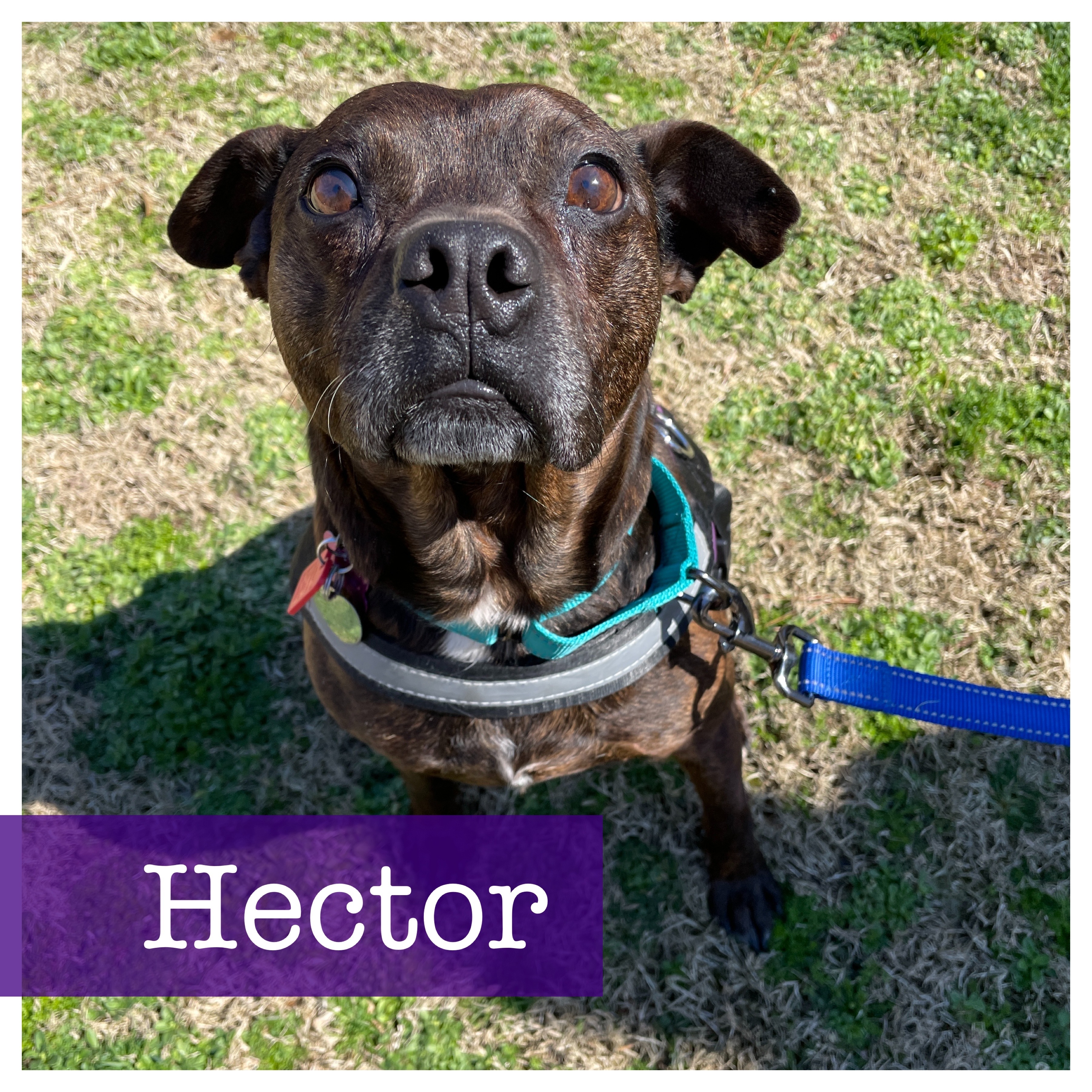 Hector detail page