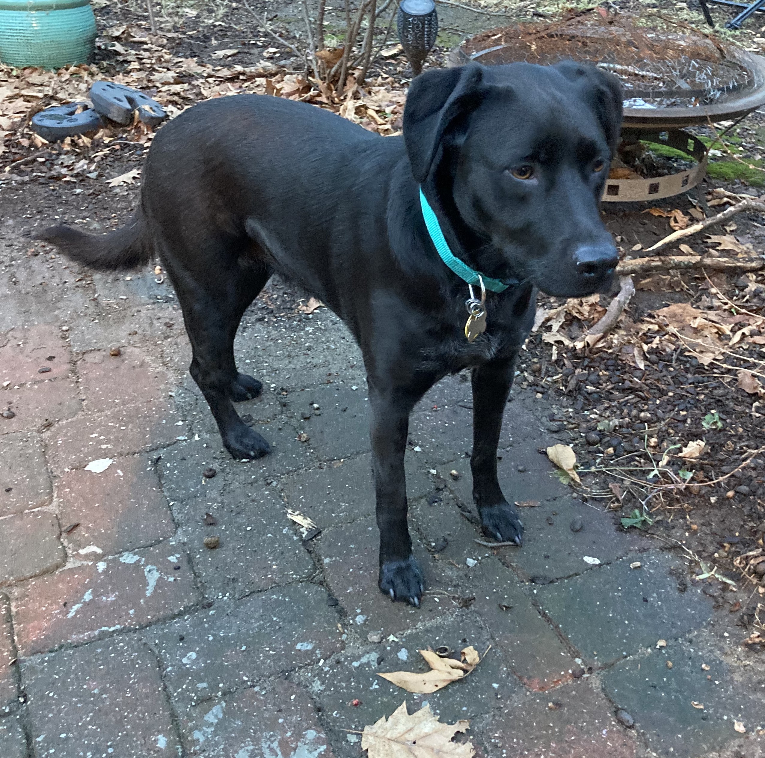 Onyx (NKA Luna)- COME MEET ME!, an adoptable Hound, Labrador Retriever in Medfield, MA, 02052 | Photo Image 2