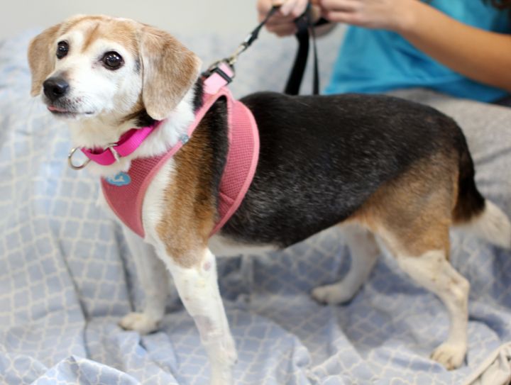 Kiera, an adopted Beagle in Harrison, NY_image-3