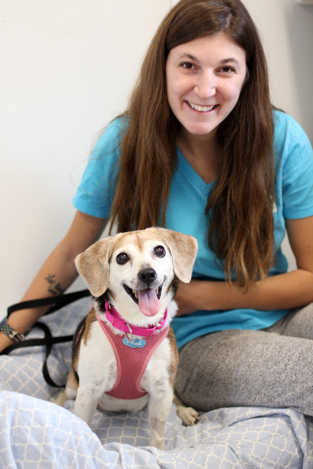 Kiera, an adopted Beagle in Harrison, NY_image-6
