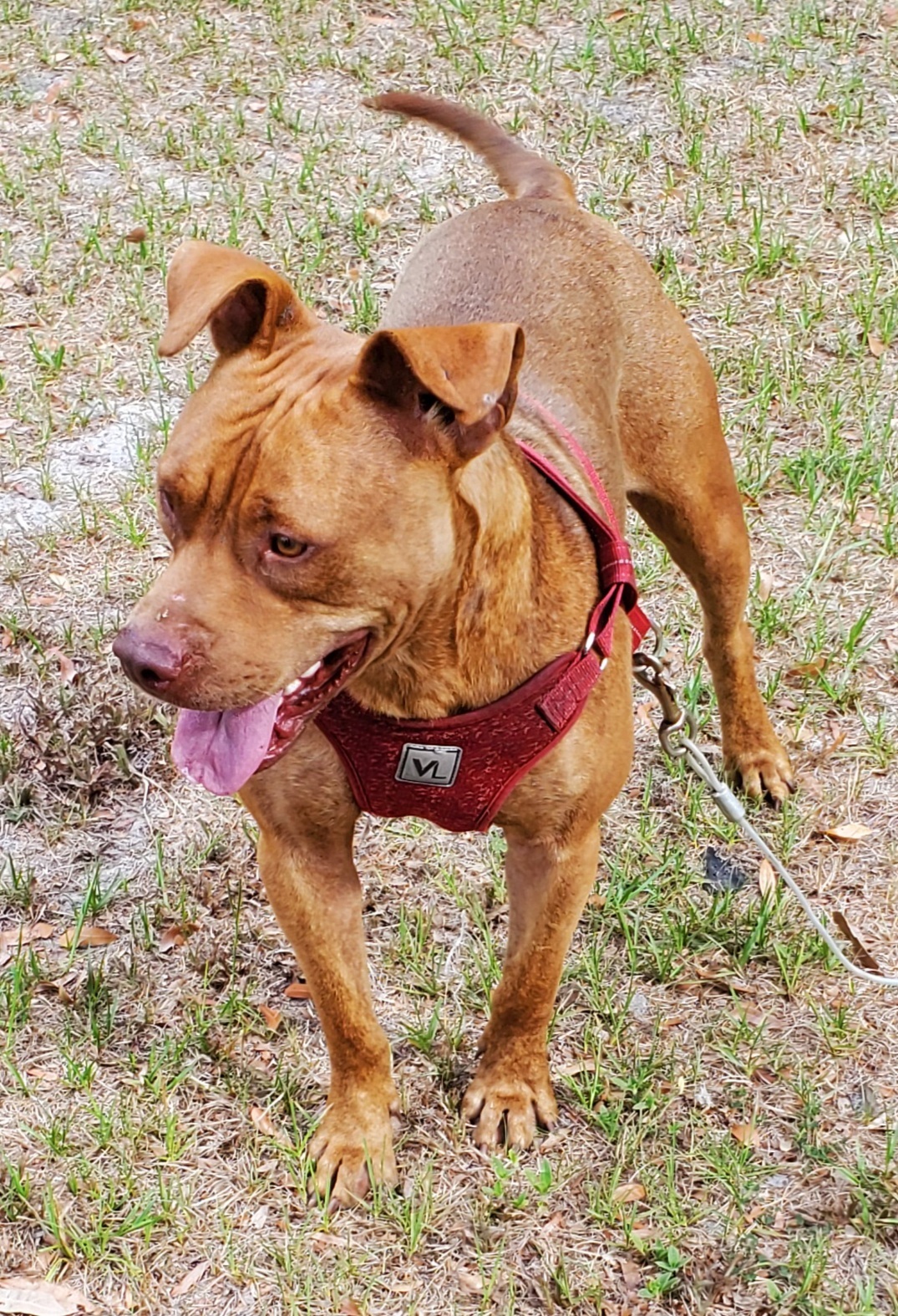 Teddy, an adoptable Pit Bull Terrier in Chiefland, FL, 32626 | Photo Image 4