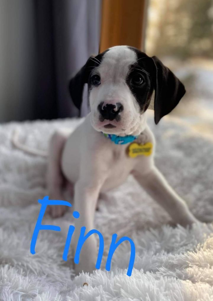 Finn 2
