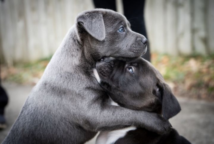 Nya, an adopted Terrier & Labrador Retriever Mix in Birmingham, MI_image-5