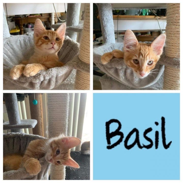 BASIL 2