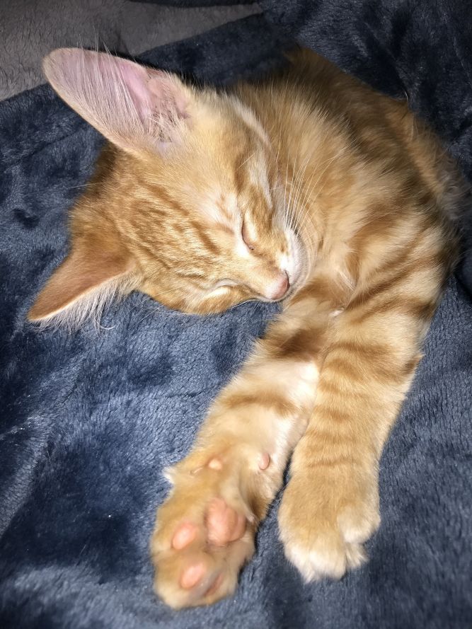 BASIL