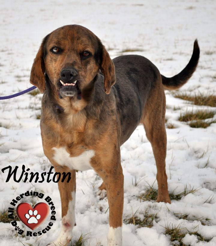 Winston 3