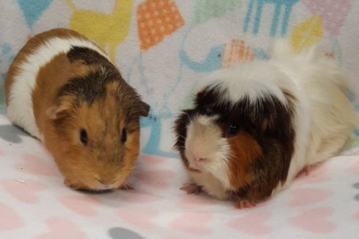 Pebbles & Nugget, an adopted Guinea Pig & Peruvian Mix in Lyndhurst, NJ_image-2