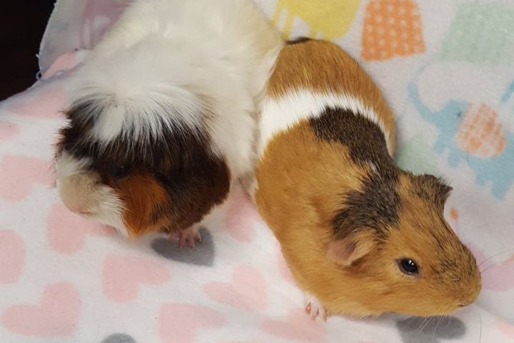 Pebbles & Nugget, an adopted Guinea Pig & Peruvian Mix in Lyndhurst, NJ_image-3