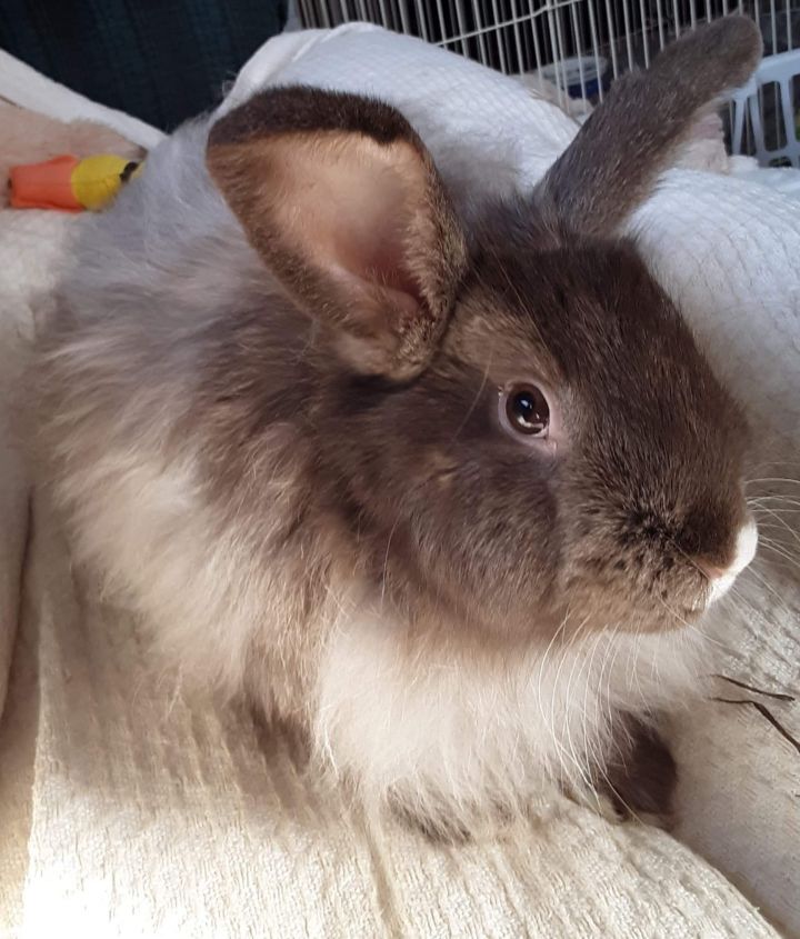 Puff, an adopted Angora Rabbit in Woburn, MA_image-1
