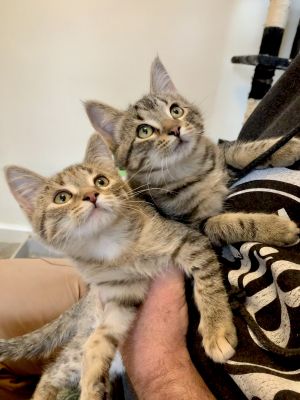 Joey & Fawn (Bonded Pair) - Pending Adoption