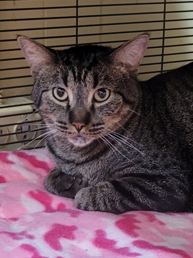 Sarang, an adoptable Domestic Short Hair in Cedar Rapids, IA, 52404 | Photo Image 1