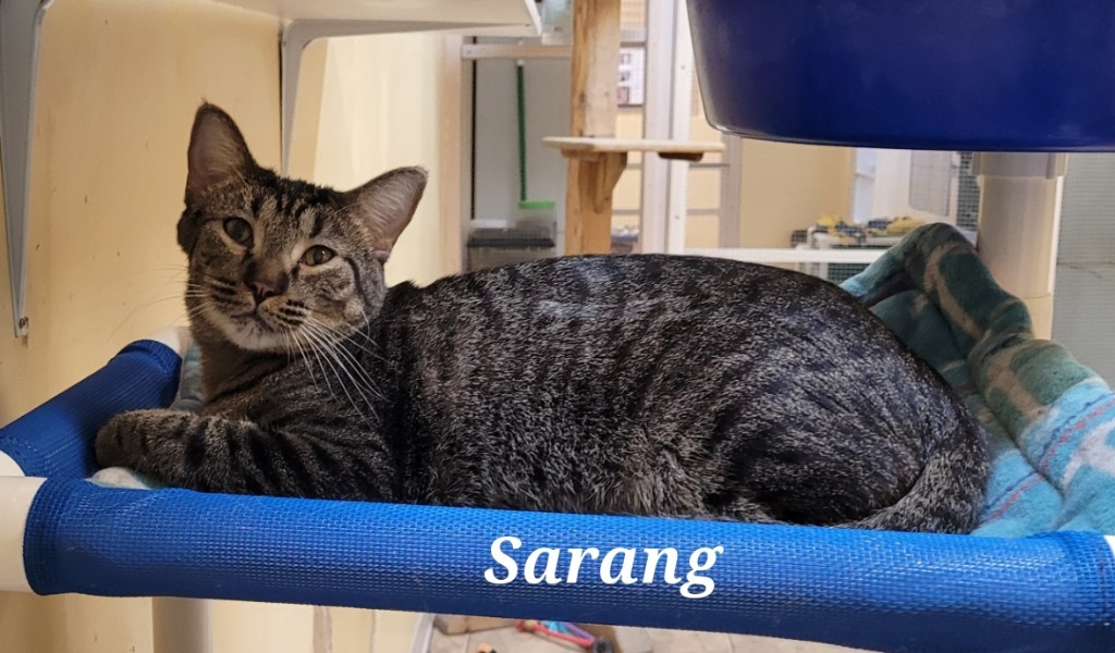 Sarang, an adoptable Domestic Short Hair in Cedar Rapids, IA, 52404 | Photo Image 2