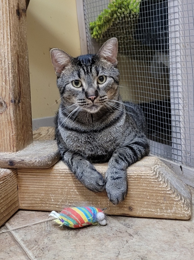 Sarang, an adoptable Domestic Short Hair in Cedar Rapids, IA, 52404 | Photo Image 3