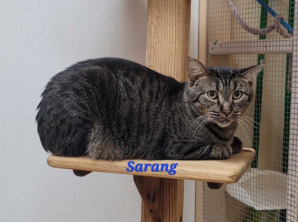 Sarang, an adoptable Domestic Short Hair in Cedar Rapids, IA, 52404 | Photo Image 4