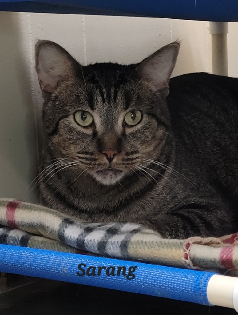 Sarang, an adoptable Domestic Short Hair in Cedar Rapids, IA, 52404 | Photo Image 5