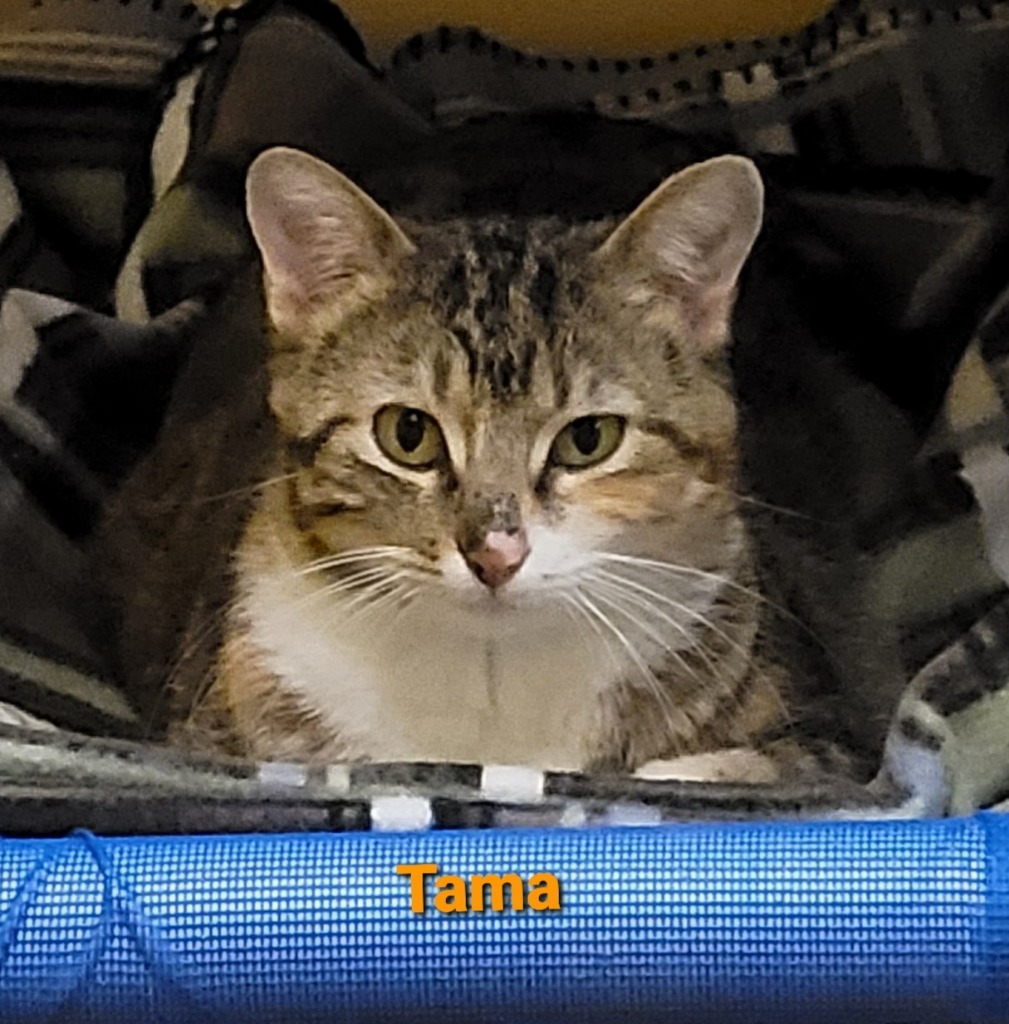 Tama, an adoptable Domestic Short Hair in Cedar Rapids, IA, 52404 | Photo Image 1