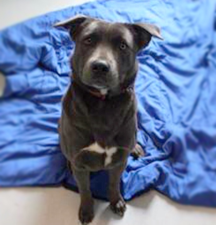 Aurora, an adopted Labrador Retriever & Chow Chow Mix in Manhasset, NY_image-1