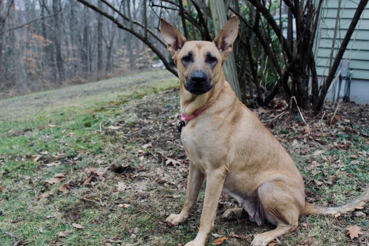 Leah, an adopted Shepherd & German Shepherd Dog Mix in Woodbury, CT_image-3