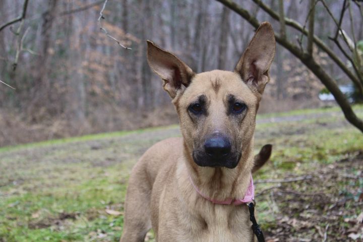 Leah, an adopted Shepherd & German Shepherd Dog Mix in Woodbury, CT_image-5