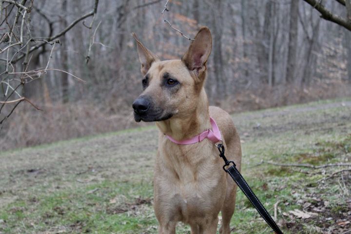 Leah, an adopted Shepherd & German Shepherd Dog Mix in Woodbury, CT_image-1