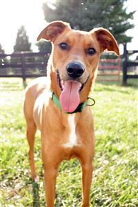 River Dog, an adoptable Greyhound in Fairfax, VA, 22030 | Photo Image 1