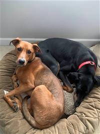 River Dog, an adoptable Greyhound in Fairfax, VA, 22030 | Photo Image 2