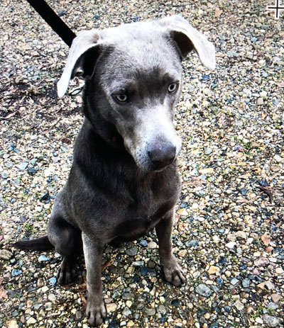Melvin, an adopted Weimaraner & Labrador Retriever Mix in Sudbury, MA_image-2