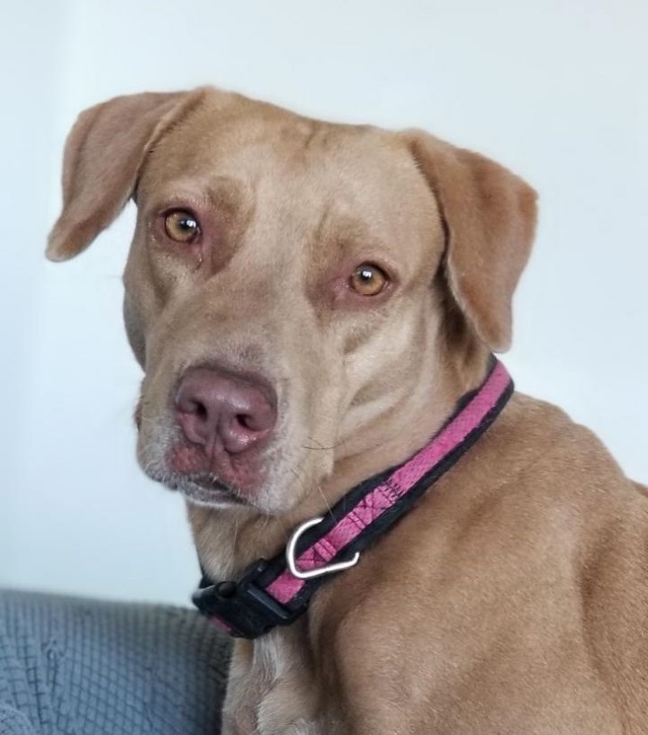 Dog For Adoption Hazel A Labrador Retriever Weimaraner Mix In Jacksonville Beach Fl Petfinder