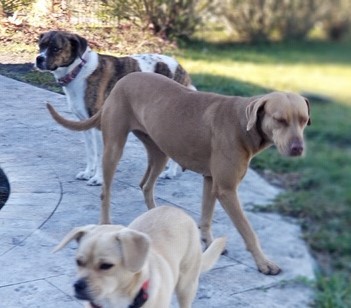 Dog For Adoption Hazel A Labrador Retriever Weimaraner Mix In Jacksonville Beach Fl Petfinder