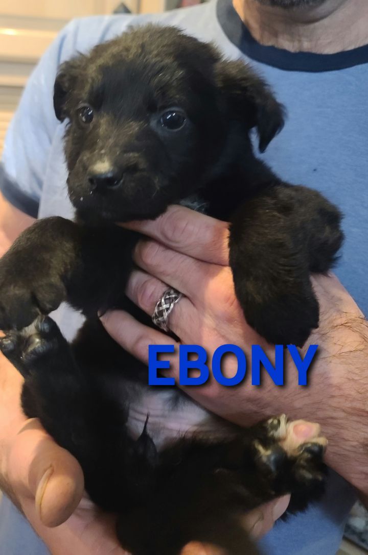 Ebony 2