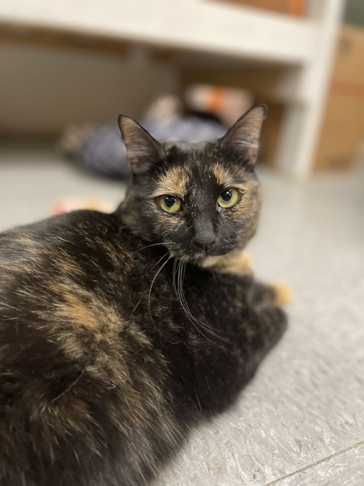 Roxie, an adoptable Domestic Short Hair & Tortoiseshell Mix in Erie, PA_image-3